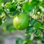 Lime Limon resmi