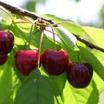 Kordia (cordia) resmi