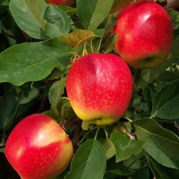 Pink Lady Elma resmi