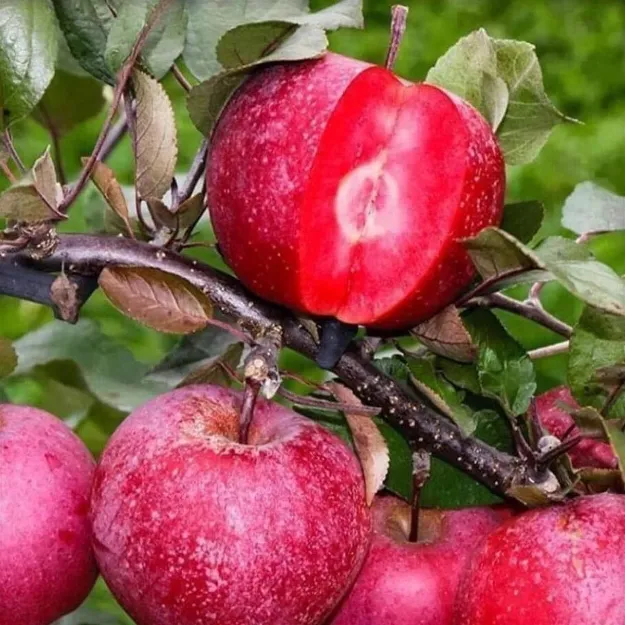 İçi Dışı Kırmızı Elma resmi