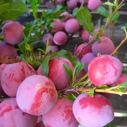 Santa Rosa Erik resmi