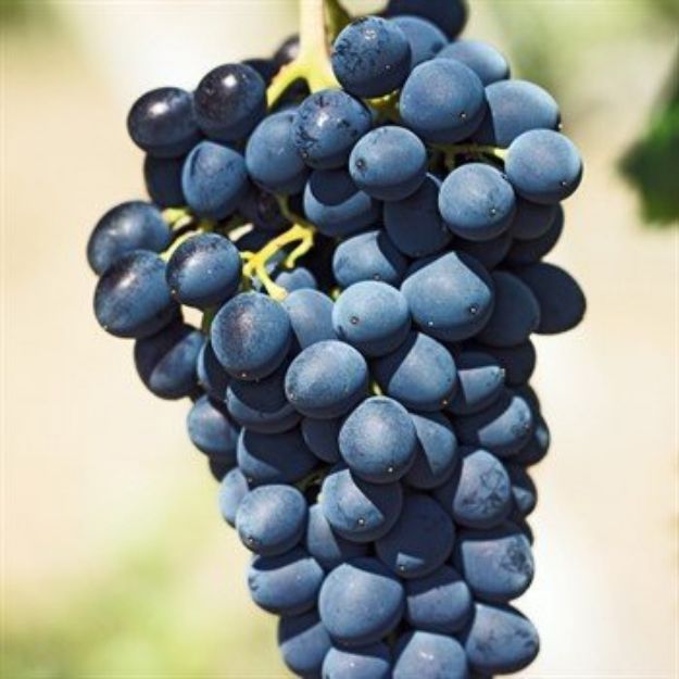 Antep Karası Uzum resmi