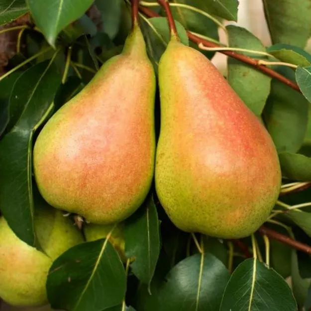 Santa Maria Armut resmi